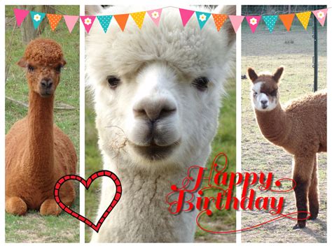 Alpaca Happy Birthday Card A5 Folksy