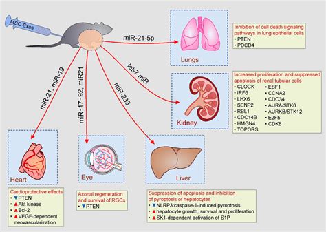 Beneficial Effects Of Msc Exos In Tissue Repair And Regeneration