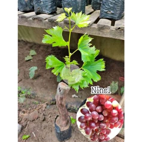 Jual Bibit Anggur Ninel Hasil Grafting Super Genjah Shopee Indonesia