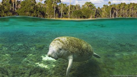 Manatee Wallpaper 64 Pictures Wallpaperset