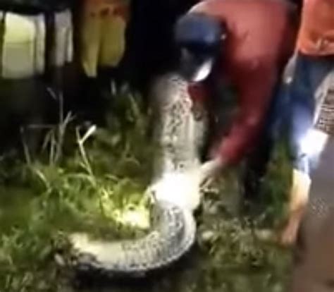 Missing Indonesian Mans Body Found Inside Massive Python Huffpost