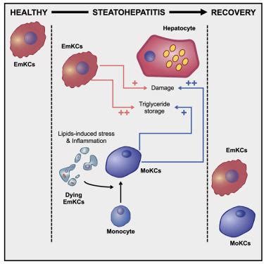 在非酒精性脂肪性肝炎期间受损的Kupffer细胞自我更新会改变肝脏对脂质超负荷的反应 Immunity X MOL