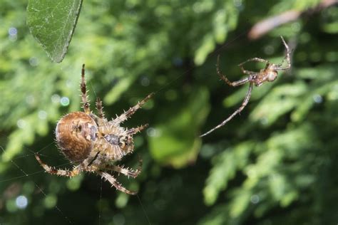 Spiders Mating