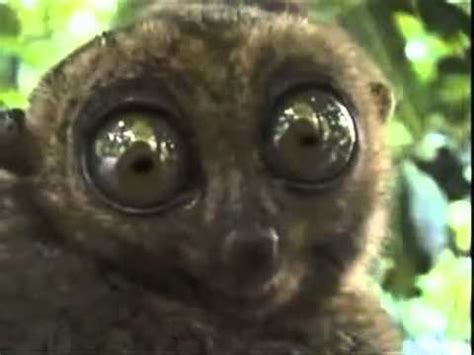 Dramatic Lemur Doing Look - YouTube