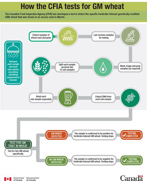 Infographic How The Cfia Tests For Gm Wheat Inspectioncanadaca