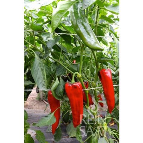 ReinSaat Papryka spiczasta "Corno rosso", 1 opakowanie - Bloomling