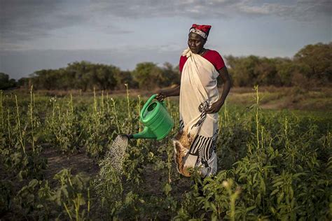 South Sudans Farming Groups Grow Prosperity Crs