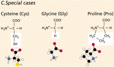 Chemistry Ii Water And Organic Molecules