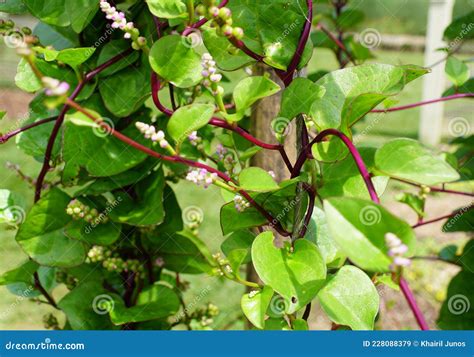 The Red Stem Malabar Spinach With Scientific Name Basella Rubra Stock