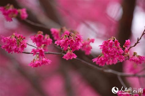 Yunnan Un Cran Plein De Rose Romantique Des Milliers De Mu De