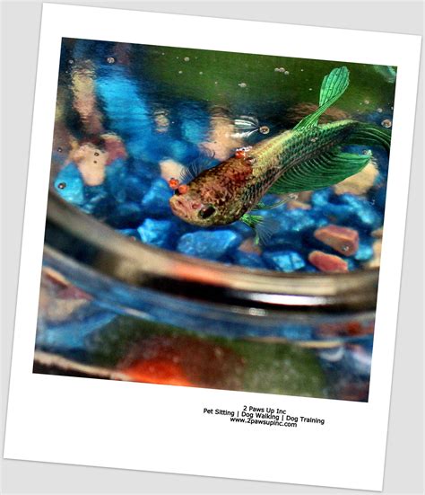 tips for betta fish itching for beginners 4