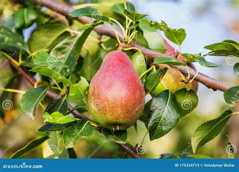 Ripe Pear On A Tree Growing Pears Stock Image Image Of Natural