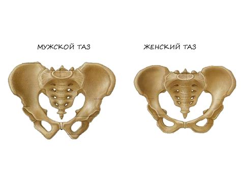 Скелет конечностей - презентация онлайн
