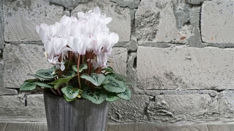 Ciclamen O Cyclamen Características Cuidados Y Plantación