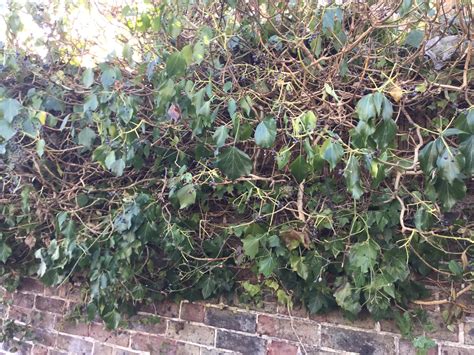 Why Is My Ivy Dropping Its Leaves — Bbc Gardeners World Magazine
