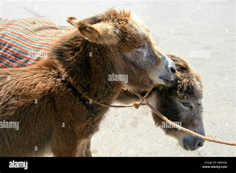 Useful Animals Stock Photo Alamy