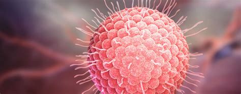 Varicella zoster virus: symptoms | transferability | treatment