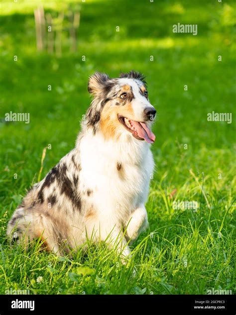 Curious Spotted Australian Shepherd Dog With One Paw Raised Up Sitting