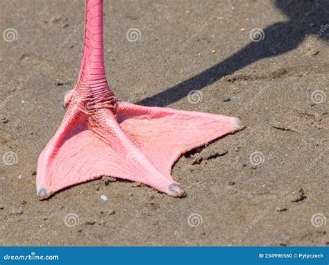 Detailed View Of Pink Webbed Foot Of Flamingo Stock Photo Image Of