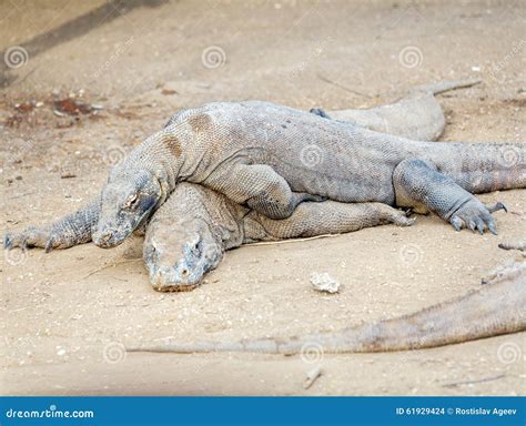 Biggest Lizard Komodo Dragon Varanus Komodoensis In The Wild Stock