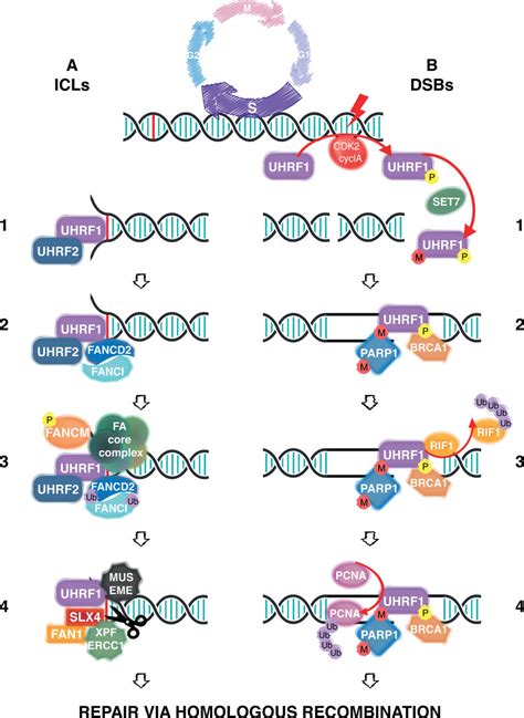 UHRF1 Roles In DNA Damage Response Pathways A During S Phase UHRF1