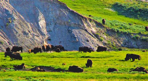 Yellowstone National Park Buffalo Herd In Hayden Valley Flickr