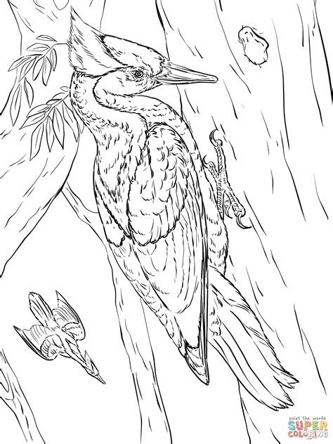 Ivory Billed Woodpeckers coloring page | Free Printable Coloring Pages
