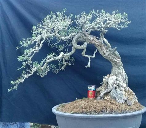 Pin Oleh Bagus Wijaya Di Bonsai Insp