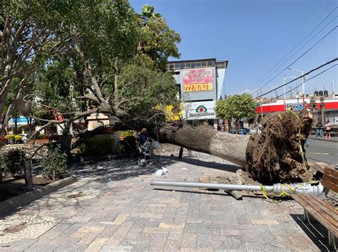 Fuertes R Fagas De Viento Derriban Rbol De A Os En Texmelucan