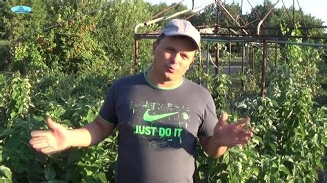 ОЧЕНЬ ХОРОШИЙ СОРТ МАЛИНЫ-ТАРУСА! - YouTube