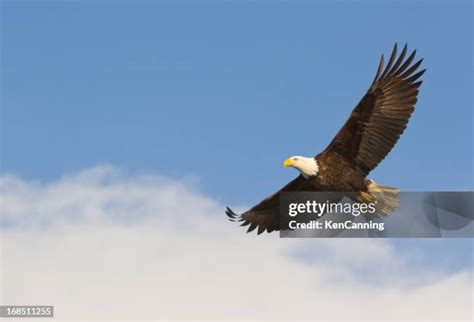 62750 Aguilas Stock Photos High Res Pictures And Images Getty Images