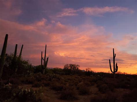 Sunset Saguaro Cactus Free Photo On Pixabay Pixabay