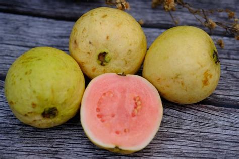 Jambu Biji Goiaba Vermelha Planta Tropical Origin Ria Do Brasil