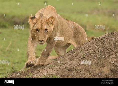 Crouching Lion High Resolution Stock Photography And Images Alamy