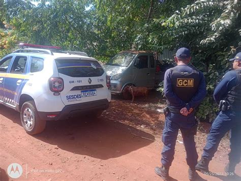 Mais Um Pitbull Escapa De Residência E Ataca Cachorro Na Vila Romana