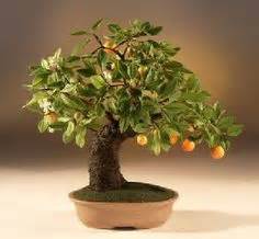 10 Orange jasmine bonsai by Bonsai Boy ideas | bonsai, murraya ...