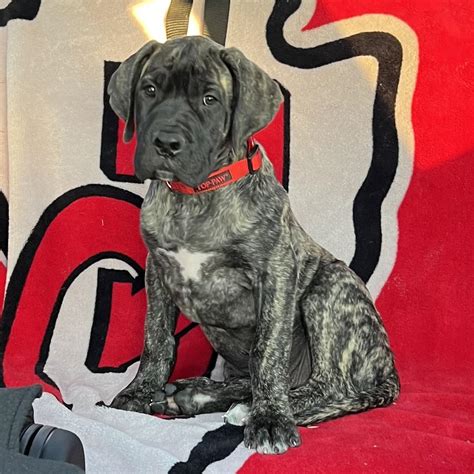 Arkansas English Mastiff Benton Ar
