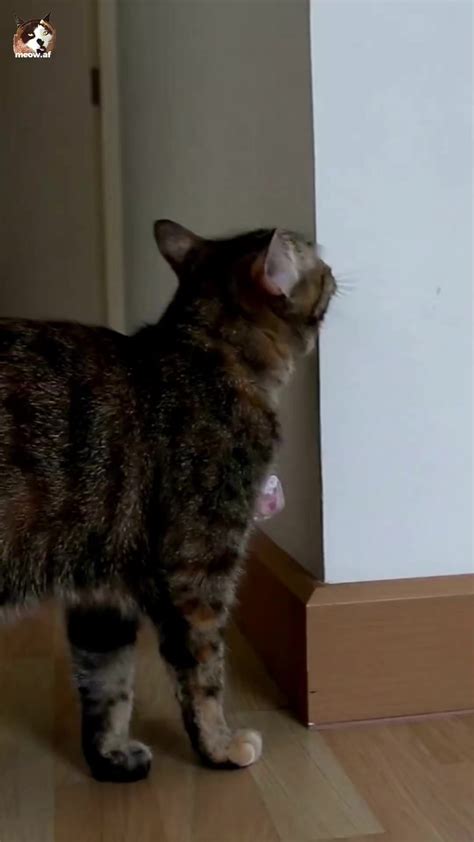 Does Your Cat Ever Bump Their Head On You Objects In Your Home Or