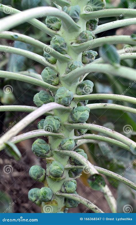 Brussels Sprouts Are Grown In The Open Ground Stock Image Image Of