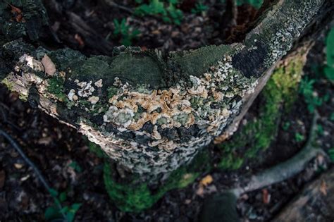 Premium Photo Close Up Of Mushroom Growing On Tree Stump