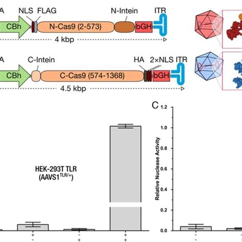 Pdf Development Of An Intein Mediated Split Cas9 System For Gene Therapy