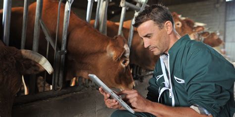 El médico veterinario en la sanidad del ganado en las buenas prácticas