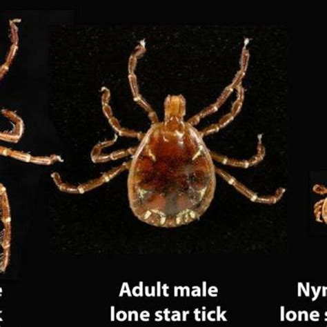 Figures Figure 1 Male And Female Adult Lone Star Tick Amblyomma Download Scientific Diagram