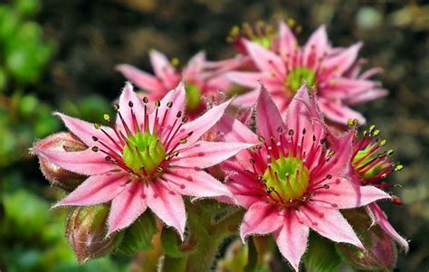Rojnik Flowers Blooming - Free photo on Pixabay - Pixabay