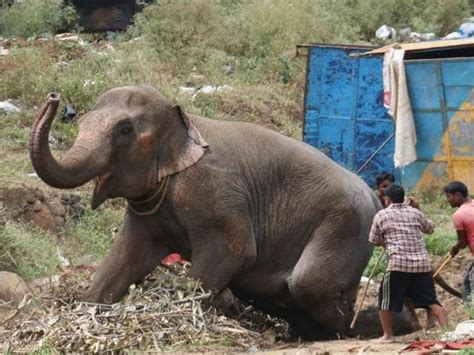 In Pics Elephant Runs Amok For 3 Hours In Busy Area Of Pune Suburbs