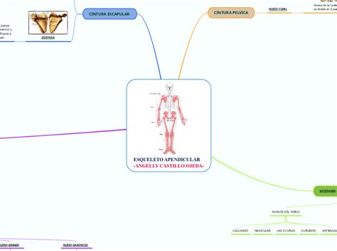 ESQUELETO APENDICULAR ANGELLY C Мыслительная карта
