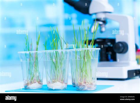 Analyzing The Influence Of Plant Hormones On Leaf Morphology And Size