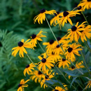 Black Eyed Susan Companion Plants Organic Gardener Pro