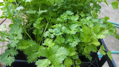 Coriander Seed Germination Time Process Cilantro Gardening Tips