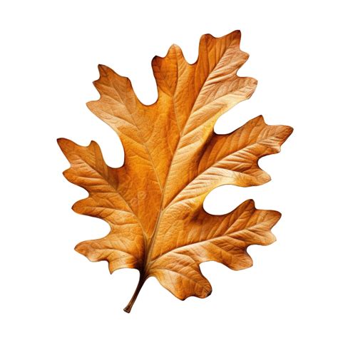 Thanksgiving Day A Singular Oak Leaf Veined With Elegance On